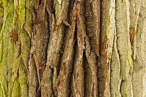 Close up of bark of Oak (Quercus robur) tree trunk, Bialowieza NP, Poland, February 2009 Wild Wonders kids book.