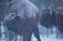 Two European bison (Bison bonasus) in falling snow, Bialowieza NP, Poland, February 2009