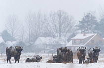 European bison (Bison bonasus) herd in field near buildings, Bialowieza NP, Poland, February 2009