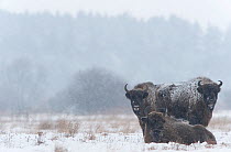 European bison (Bison bonasus) in field in snow, Bialowieza NP, Poland, February 2009