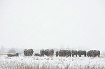 Herd of European bison (Bison bonasus) in agricultural field, Bialowieza NP, Poland, February 2009