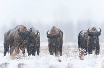 Four European bison (Bison bonasus) in agricultural field, Bialowieza NP, Poland, February 2009