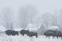Herd of European bison (Bison bonasus) in agricultural field near buildings, Bialowieza NP, Poland, February 2009