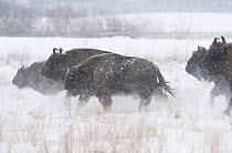 European bison (Bison bonasus) herd walking through agricultural field in snow, Bialowieza NP, Poland, February 2009