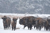 Herd of European bison (Bison bonasus) in agricultural field in snow, Bialowieza NP, Poland, February 2009
