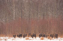 European bison (Bison bonasus) in agricultural field near forest, Bialowieza NP, Poland, February 2009