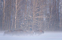 Herd of European bison (Bison bonasus) running in agricultural field in snow, Bialowieza NP, Poland, February 2009