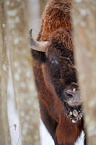 European bison (Bison bonasus) viewed through trees, Bialowieza NP, Poland, February 2009