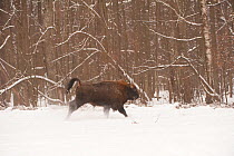European bison (Bison bonasus) running in field near forest, Bialowieza NP, Poland, February 2009