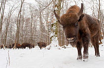 European bison (Bison bonasus) by winter feeding area, Bialowieza forest, Poland, February 2009