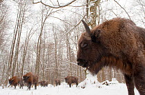 European bison (Bison bonasus) gathering at winter feeding site, Bialowieza NP, Poland, February 2009. WWE BOOK. WWE INDOOR EXHIBITION