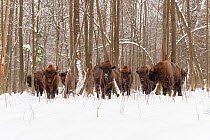 European bison (Bison bonasus) gathering at feeding site, Bialowieza NP, Poland, February 2009