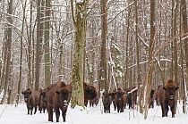European bison (Bison bonasus) herd gathering at winter feeding site, Bialowieza NP, Poland, February 2009