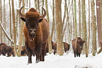 European bison (Bison bonasus) at winter feeding site, Bialowieza NP, Poland, February 2009