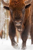 European bison (Bison bonasus) walking in snow, Bialowieza NP, Poland, February 2009