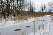 Frozen river with small unfrozen patches, Bialowieza NP, Poland, February 2009
