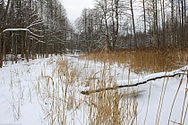 Frozen river, Bialowieza NP, Poland, February 2009