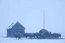 European bison (Bison bonasus) feeding in agricultural field, Bialowieza NP, Poland, February 2009