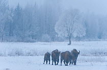Four European bison (Bison bonasus) walking through agricultural field, Bialowieza NP, Poland, February 2009