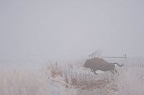 European bison (Bison bonasus) in an agricultural field jumping a ditch, Bialowieza NP, Poland, February 2009