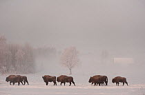 European bison (Bison bonasus) walking through an agricultural field, Bialowieza NP, Poland, February 2009