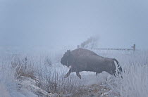 European bison (Bison bonasus) jumping a ditch, Bialowieza NP, Poland, February 2009