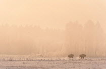 Two European bison (Bison bonasus) chasing each other in an agricultural field, Bialowieza NP, Poland, February 2009