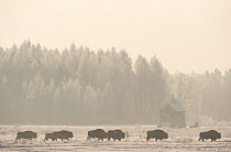 European bison (Bison bonasus) herd walking through an agricultural field, Bialowieza NP, Poland, February 2009