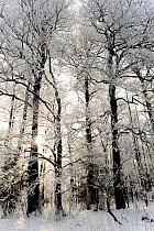 Snow covered trees, Bialowieza NP, Poland, February 2009