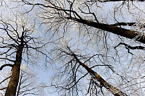Looking up into broadleaf tree canopy, the Bialowieza NP, Poland, February 2009