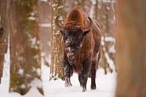European bison (Bison bonasus) walking through snow in forest, Bialowieza NP, Poland, February 2009