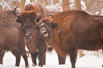 European bison (Bison bonasus) one calling, Bialowieza NP, Poland, February 2009