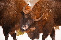Two European bison (Bison bonasus) fighting, Bialowieza NP, Poland, February 2009. WWE BOOK. WWE OUTDOOR EXHIBITION. NOT TO BE USED FOR GREETING CARDS OR CALENDARS PRESS IMAGE. Wild Wonders kids book.