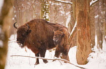 European bison (Bison bonasus) with young, Bialowieza NP, Poland, February 2009