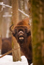 European bison (Bison bonasus) calling, Bialowieza NP, Poland, February 2009