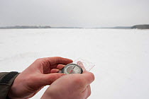 Researcher holding compass, collecting data on bison, Bialowieza NP, Poland, February 2009