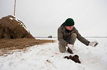 Researcher collecting data on bison, through faecal samples, Bialowieza NP, Poland, February 2009