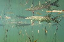 Four Pike (Esox lucius) and their reflections under the water surface, amongst Potamogeton sp pondweed in a mountain lake, Jura, France. Veolia Environnement Wildlife Photographer of the Year 2009 - W...