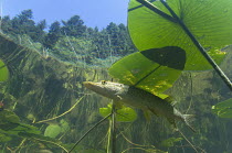 Looking up at Pike (Esox lucius) hiding under water lily leaves, Jura mountain lake, France. Veolia Environnement Wildlife Photographer of the Year 2009 - Highly commended in the 'Animals in their Env...