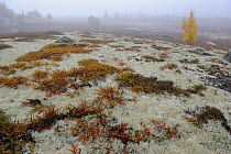 Tundra with Reindeer lichen / moss and a few small trees in mist, Forollhogna National Park, Norway, September 2008
