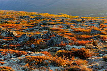 Landscape in autumn, Forollhogna National Park, Norway, September 2008