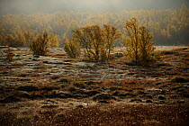 Mist over a forest, Forollhogna National Park, Norway, September 2008