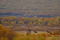 Two European elk / Moose (Alces alces) running, Forollhogna National Park, Norway, September 2008