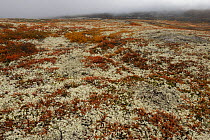 Tundra with Reindeer lichen / moss growing in the Forollhogna National Park, Norway, September 2008