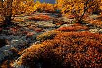Autumn trees in Forollhogna National Park, Norway, September 2008