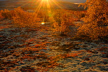 Sun shining with autumnal trees, Forollhogna National Park, Norway, September 2008