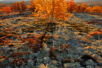 Autumn trees and Reindeer lichen / moss in Forollhogna National Park, Norway, September 2008