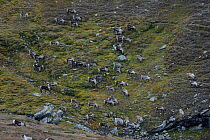 Reindeer (Rangifer tarandus) herd on rocky hillside, Forollhogna National Park, Norway, September 2008