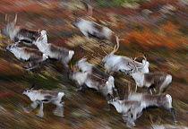 Reindeer (Rangifer tarandus) running, Forollhogna National Park, Norway, September 2008. WWE BOOK. WWE OUTDOOR EXHIBITION