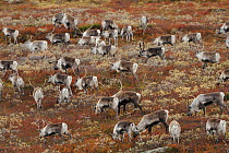 Reindeer (Rangifer tarandus) herd grazing, Forollhogna National Park, Norway, September 2008